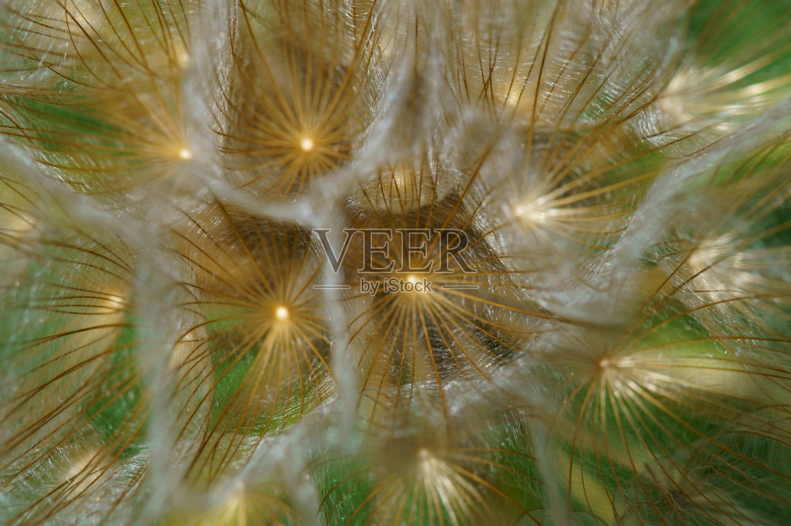 大自然中美丽的野花照片。美丽的野花和绿草。照片摄影图片