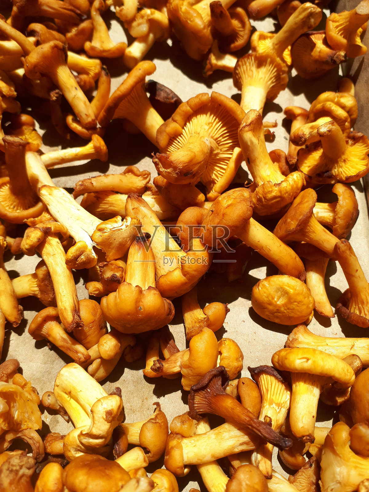 鸡油菌。蘑菇在阳光下晒干。美味健康的鲜橙色森林蘑菇。收集过冬的物资。照片摄影图片