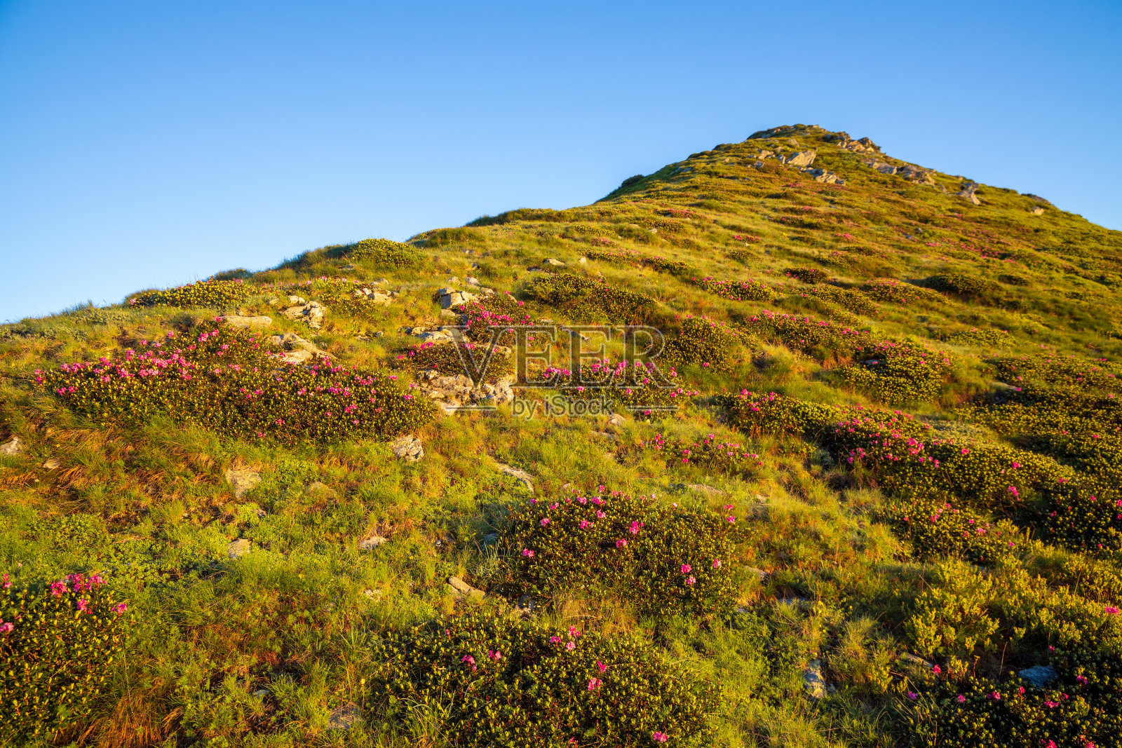 盛开的杜鹃花照片摄影图片