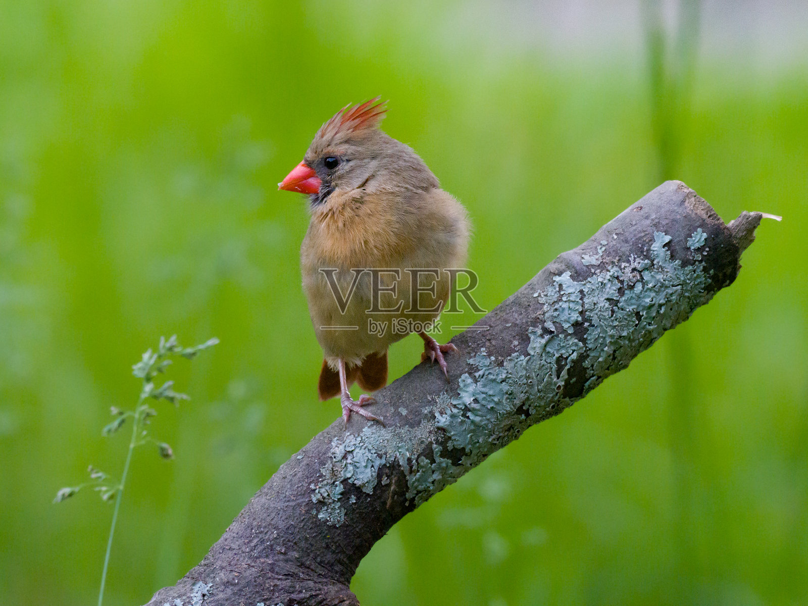 枝上的雌性北方红衣主教照片摄影图片