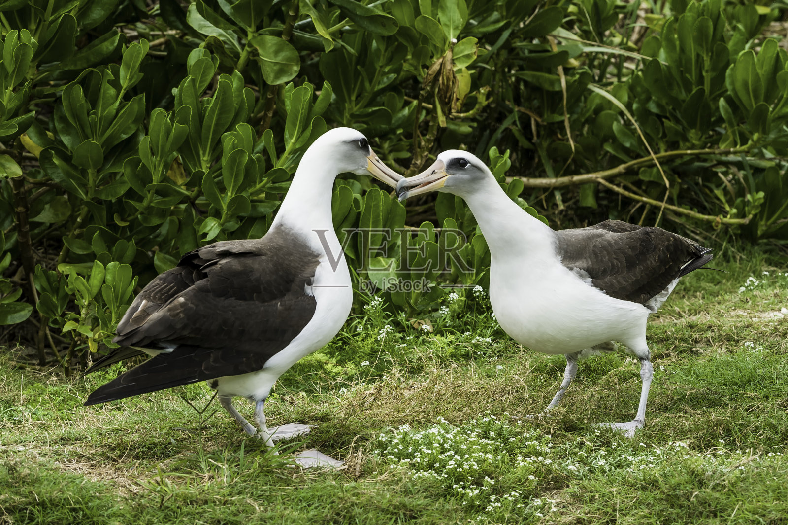 信天翁的求爱和展示。它是一种横跨北太平洋的大型海鸟。Papahānaumokuākea海洋国家纪念碑，中途岛，中途岛环礁，夏威夷群岛。照片摄影图片