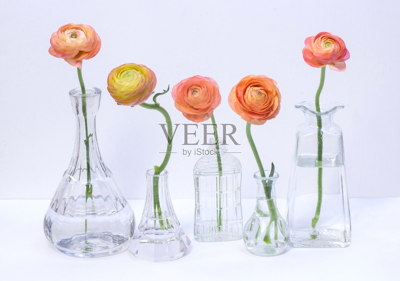 毛茛花在花瓶上的白色背景照片摄影图片