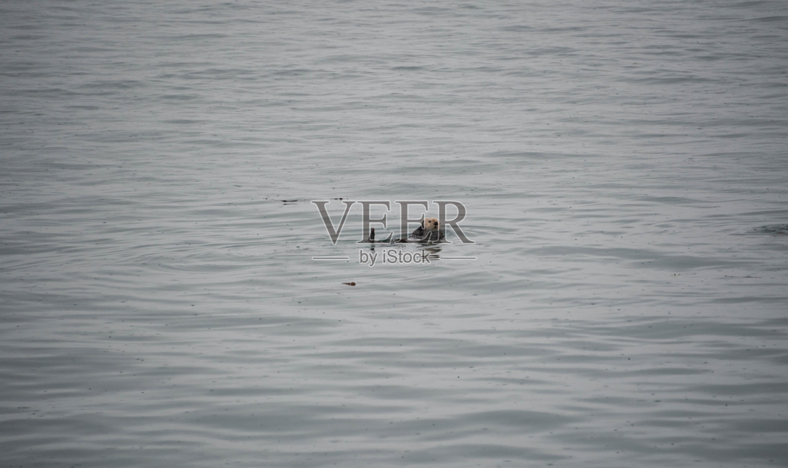 阿拉斯加野生动物，古斯塔夫斯附近的冰川湾国家公园照片摄影图片