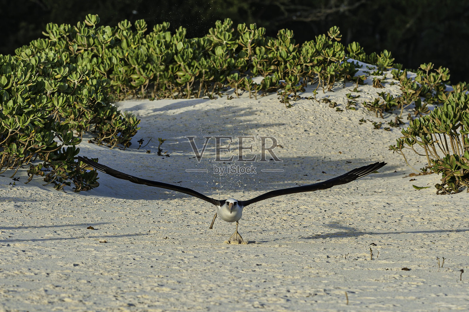 Laysan Albvatross, Phoebastria immutabilis, running to take off flying from the land. Papahānaumokuākea Marine National Monument, Midway Island, Midway Atoll, Hawaiian Islands照片摄影图片