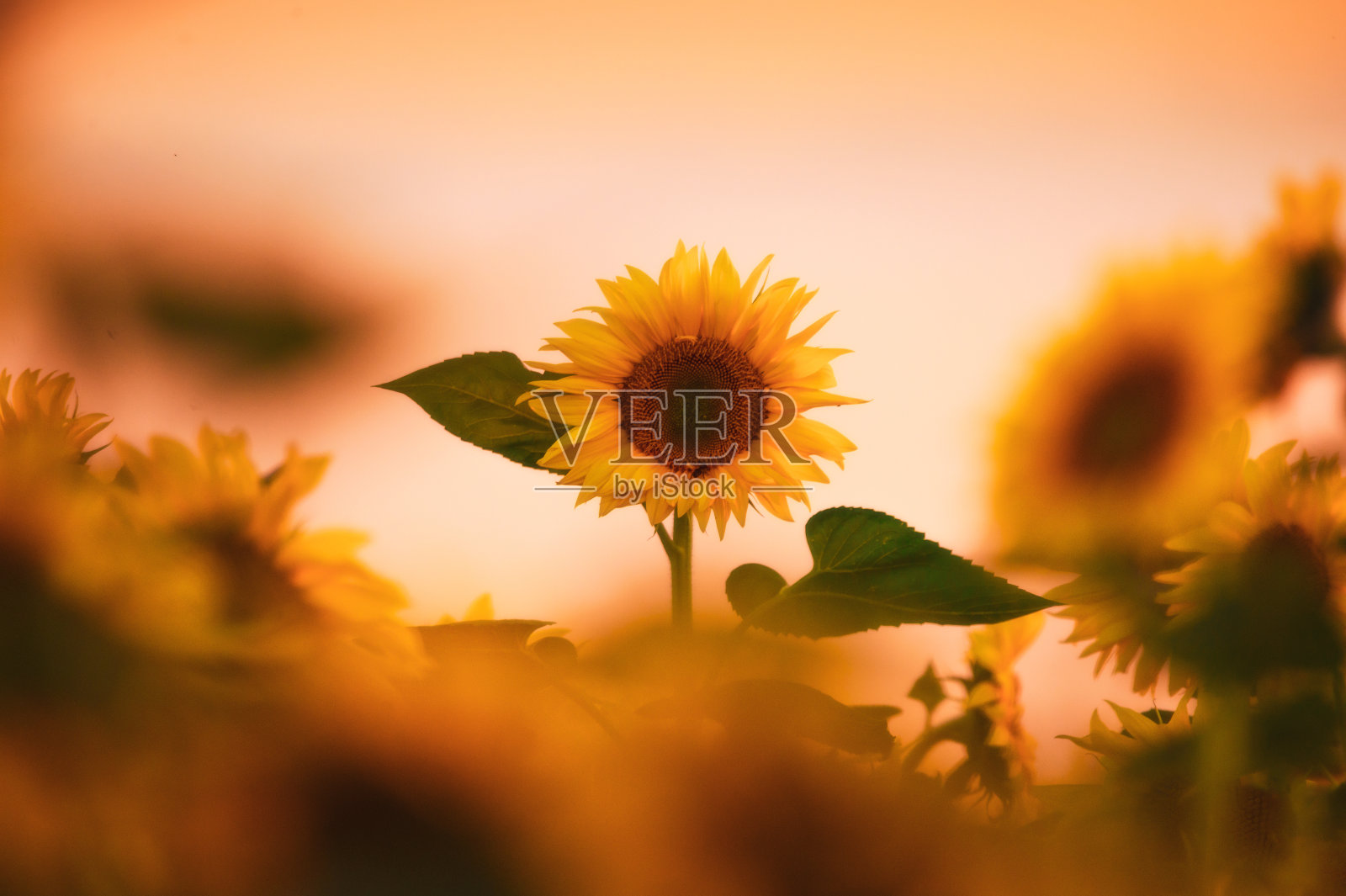 田野上盛开的向日葵在一个背景日落照片摄影图片