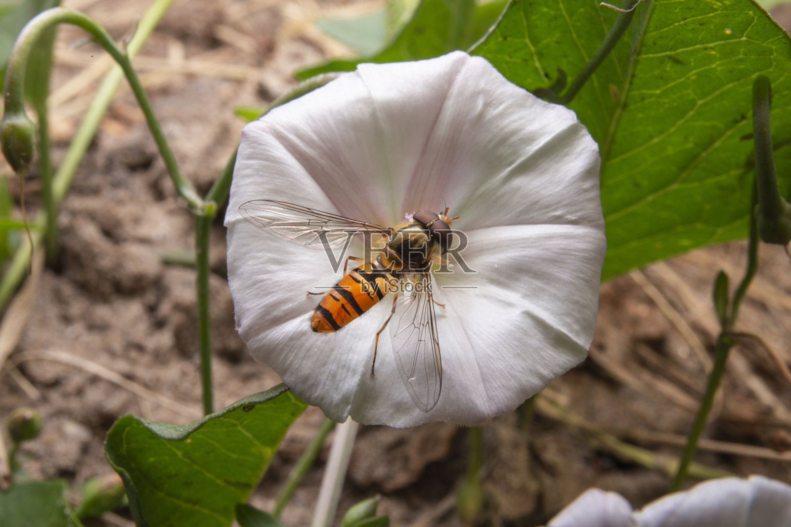 食白花的食蚜蝇。Volucella在草地上。照片摄影图片
