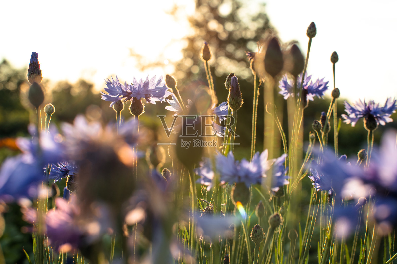 盛开的矢车菊。野蓝色的花在夕阳的背景照片摄影图片