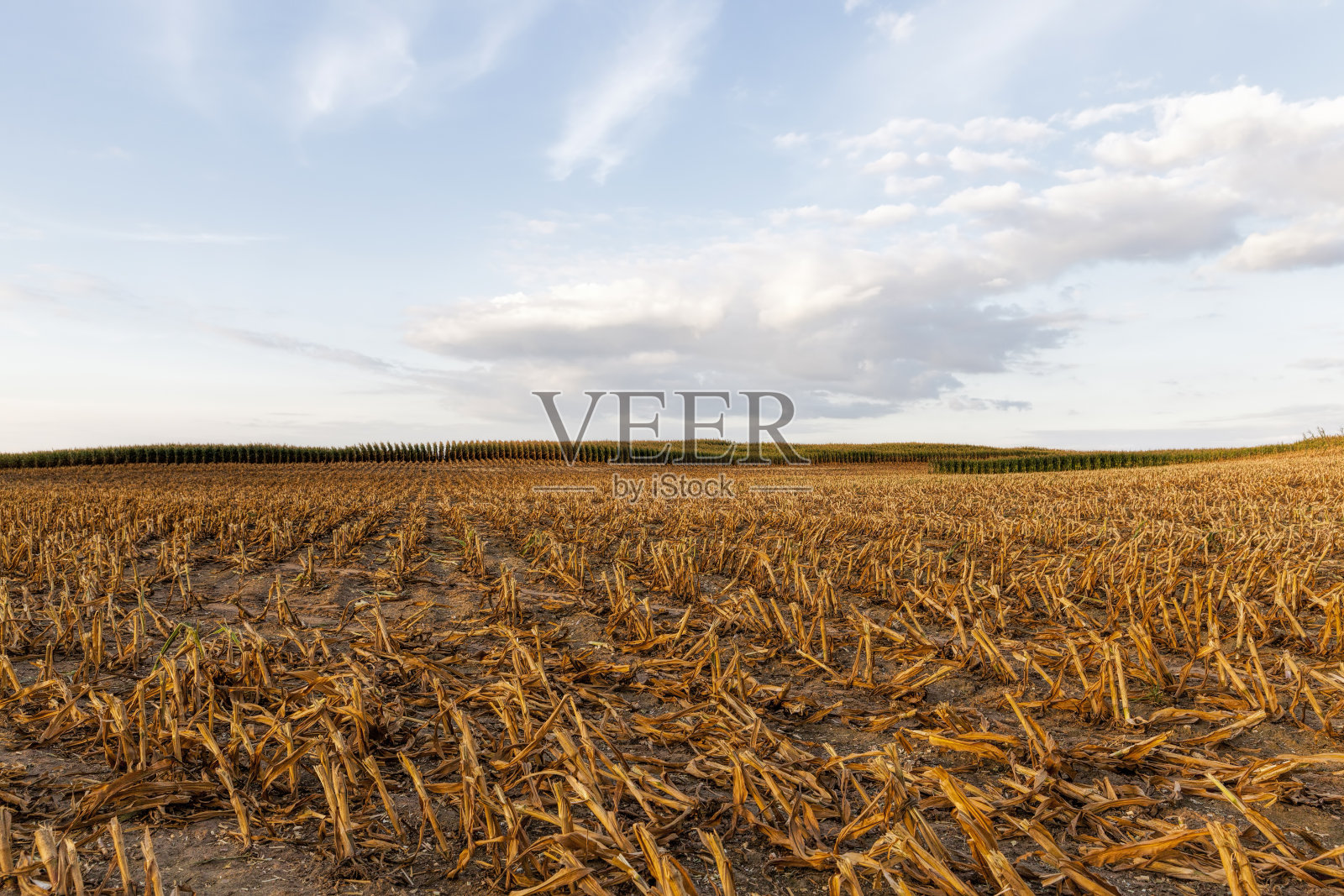 割过的粗玉米秆照片摄影图片