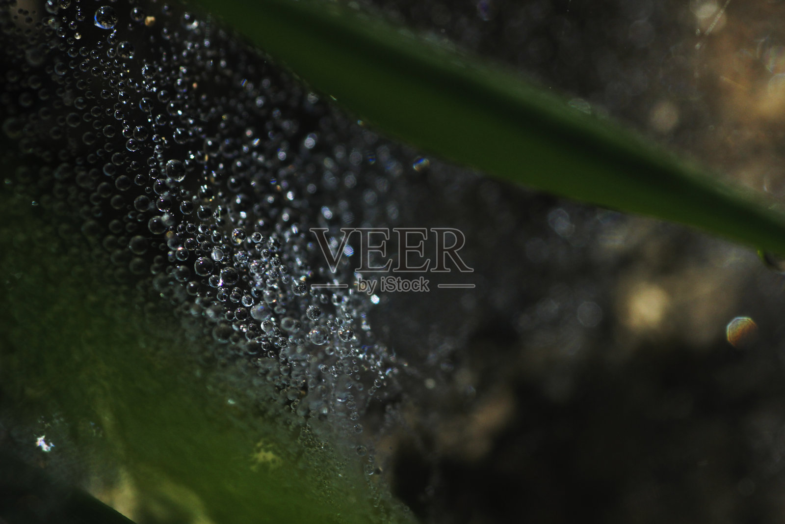 蜘蛛和雨滴的微距摄影。照片摄影图片