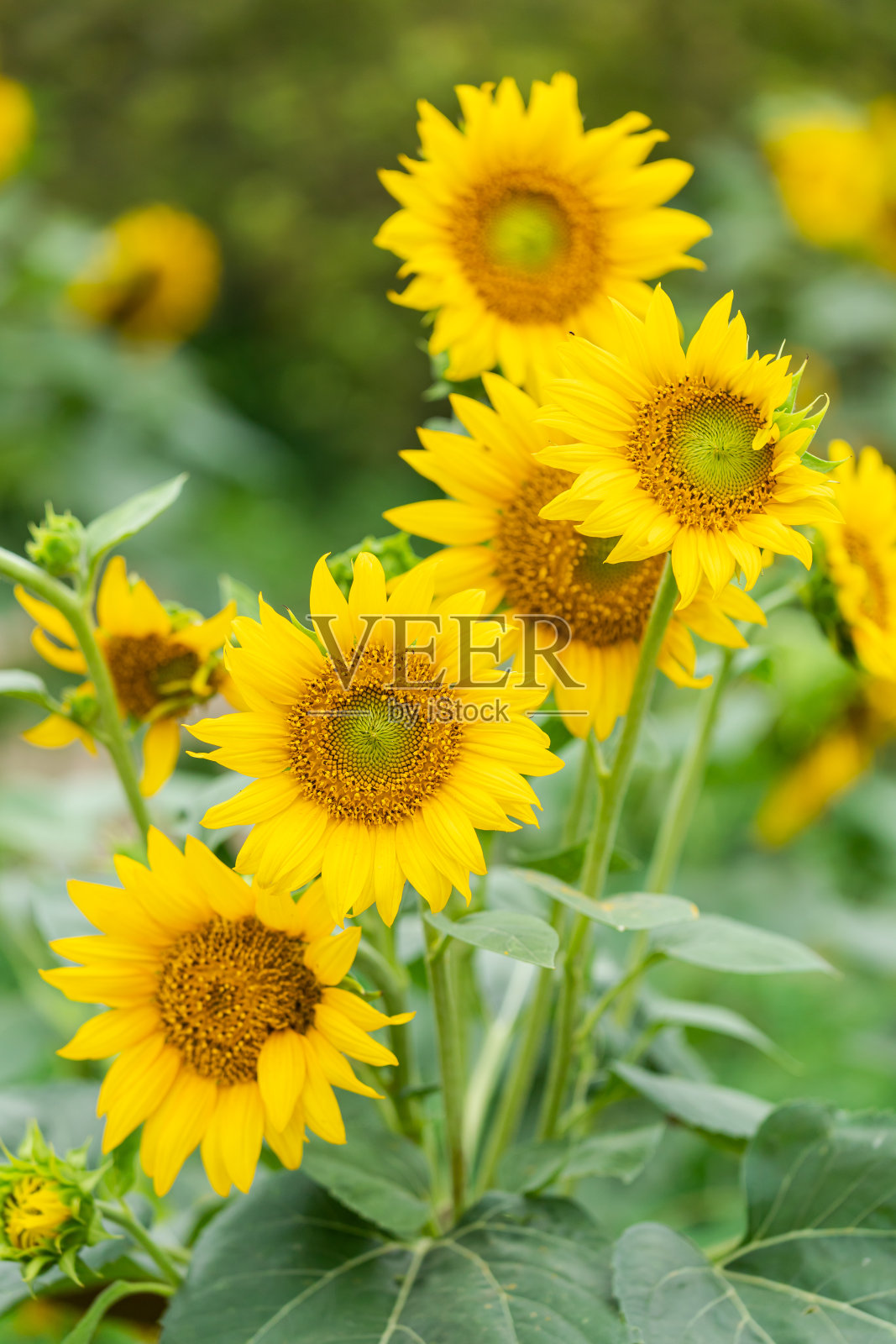 向日葵照片摄影图片