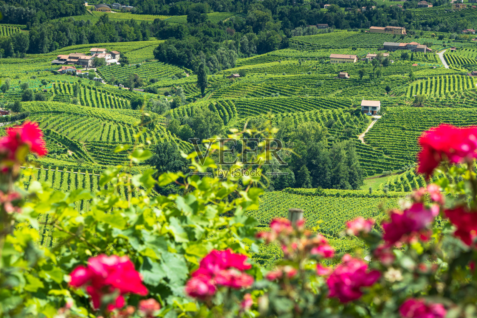 Valdobbiadene -夏季普洛赛科山照片摄影图片