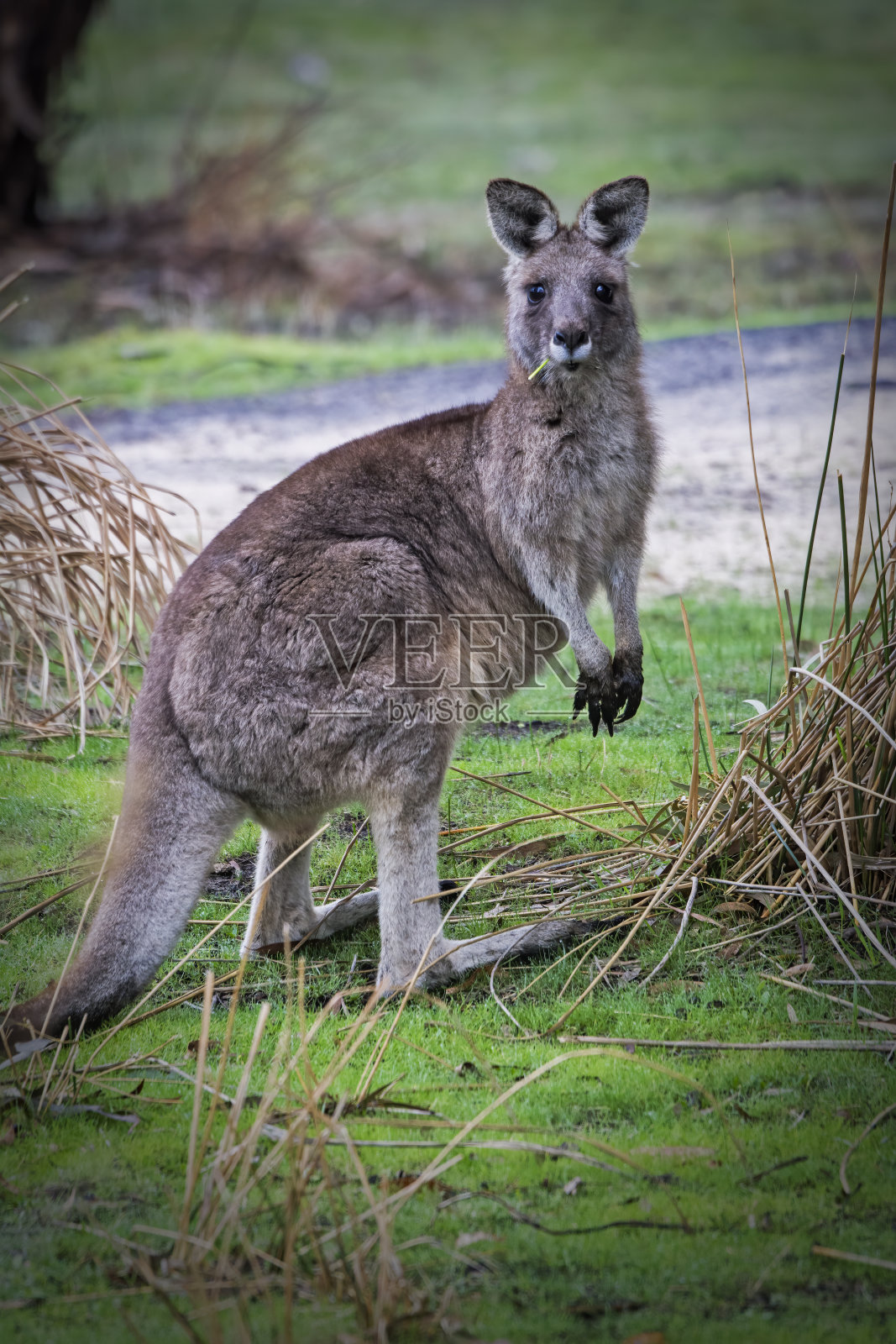东部灰袋鼠特写照片摄影图片
