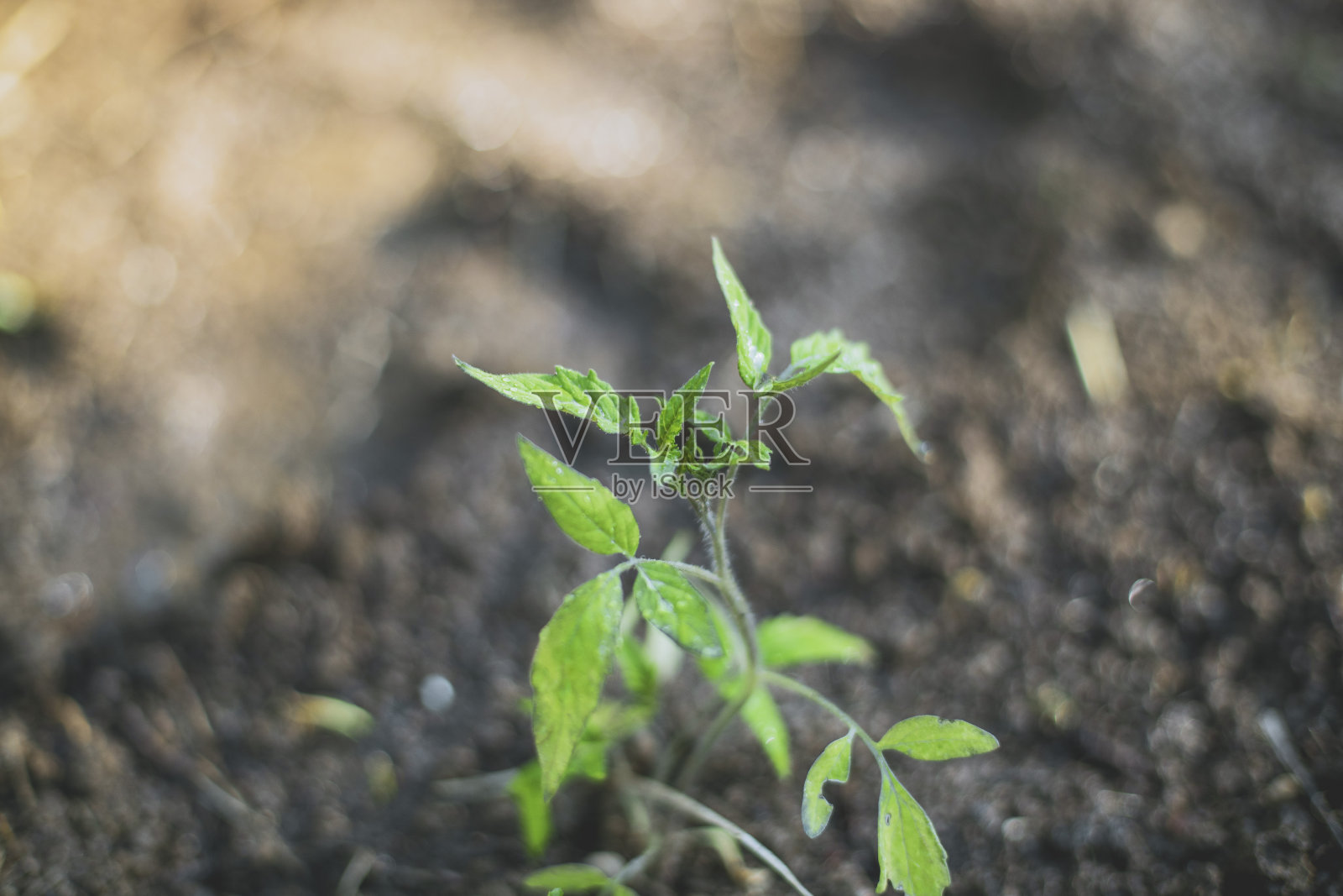 年轻的幼苗照片摄影图片