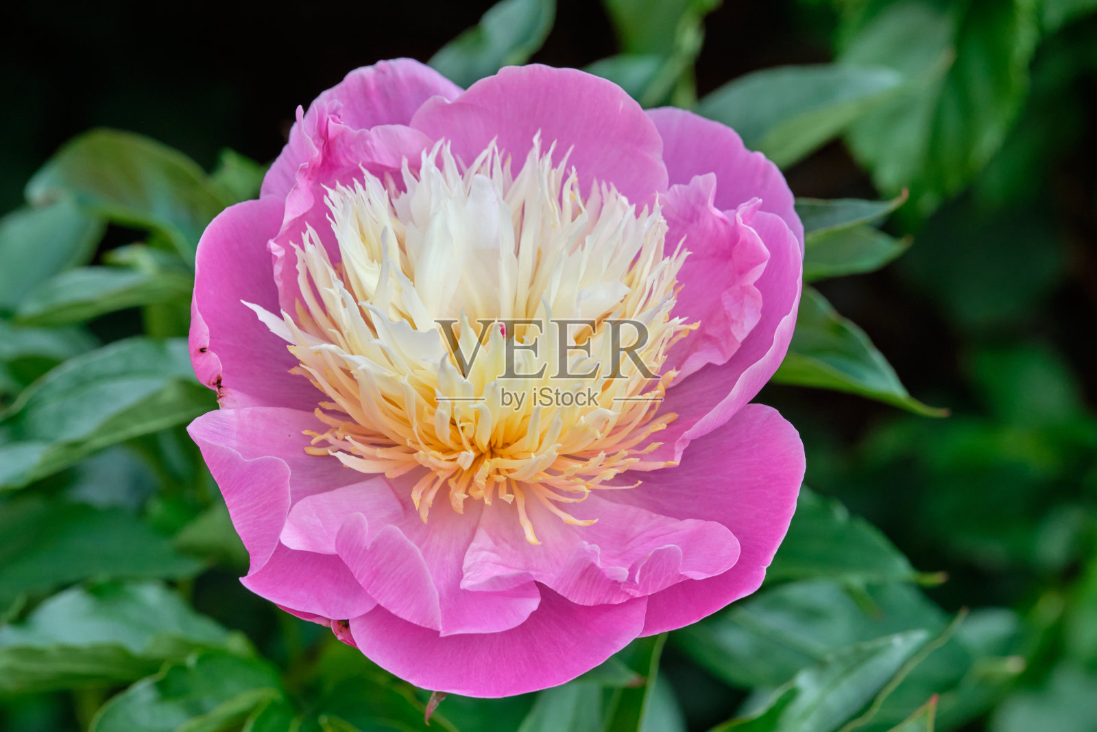 花园里有粉红色的牡丹。粉红牡丹微距照片。勃艮第牡丹花朵。在花园里的粉红色牡丹的特写，牡丹花。有选择性的重点。景深浅照片摄影图片