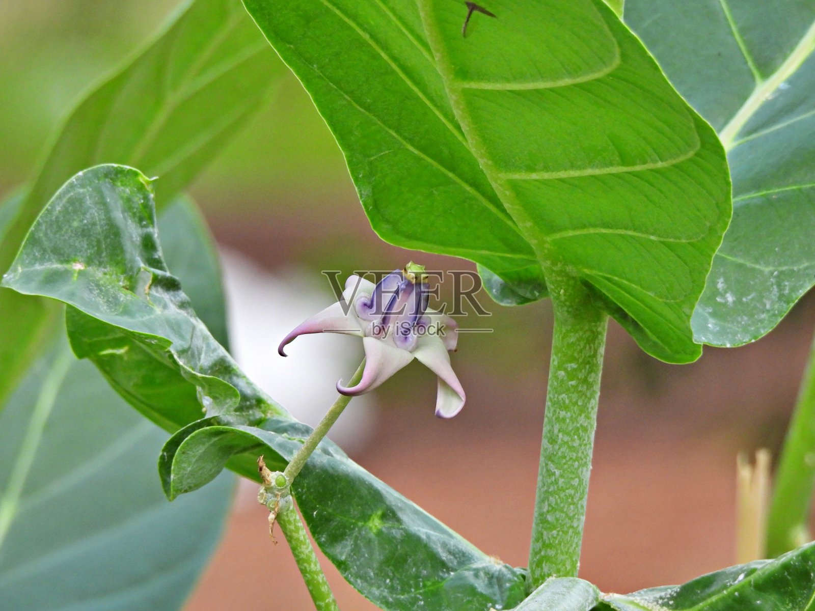巨大的马利筋花(Calotropis Gigantea) -特写照片摄影图片