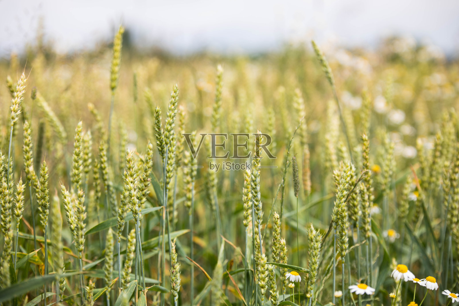 日落时的麦田照片摄影图片