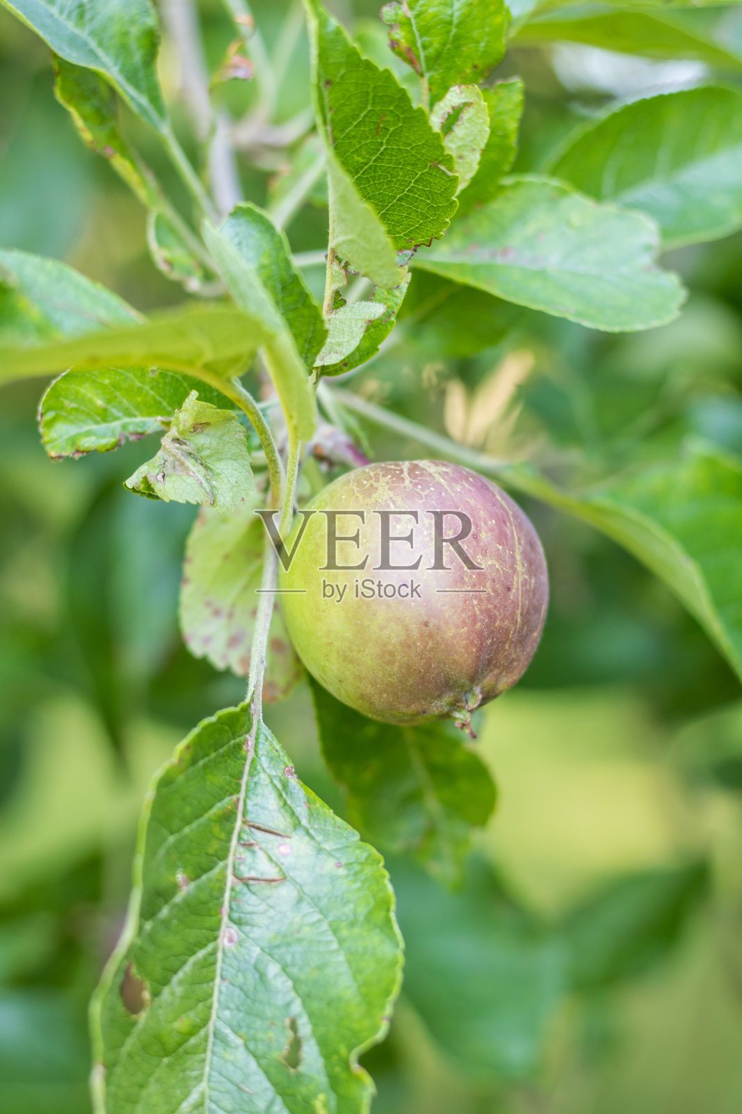 有绿色和红色小苹果的小苹果树照片摄影图片