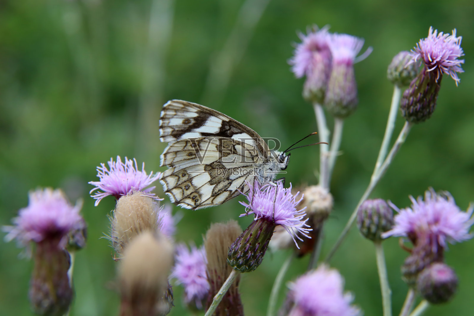 一种大理石纹的白色蝴蝶，正在一种疥癣花上花蜜照片摄影图片