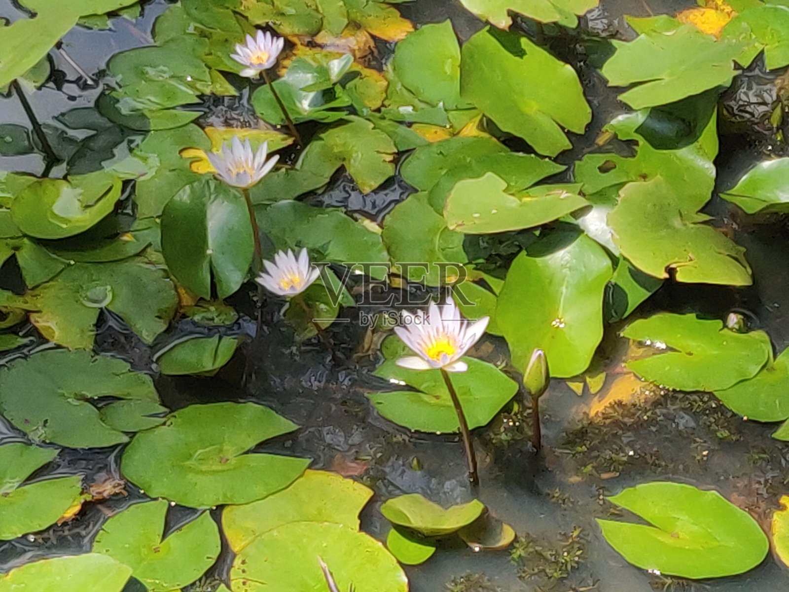 来自泰米尔纳德邦耶尔考德的图片照片摄影图片