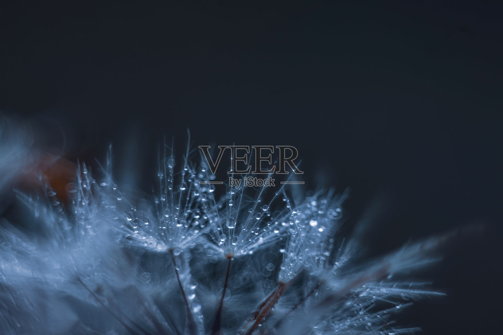 日落时分，在深蓝绿色背景下的田野。丰富多彩的艺术形象，自由复制空间照片摄影图片