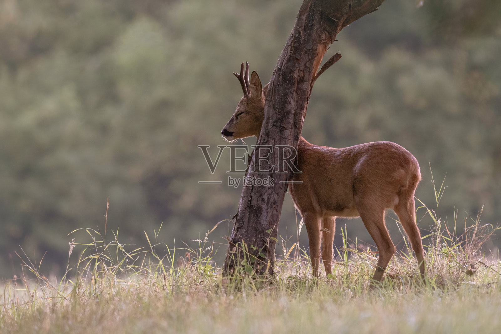 欧洲罗巴克在树干上标记他的领土照片摄影图片