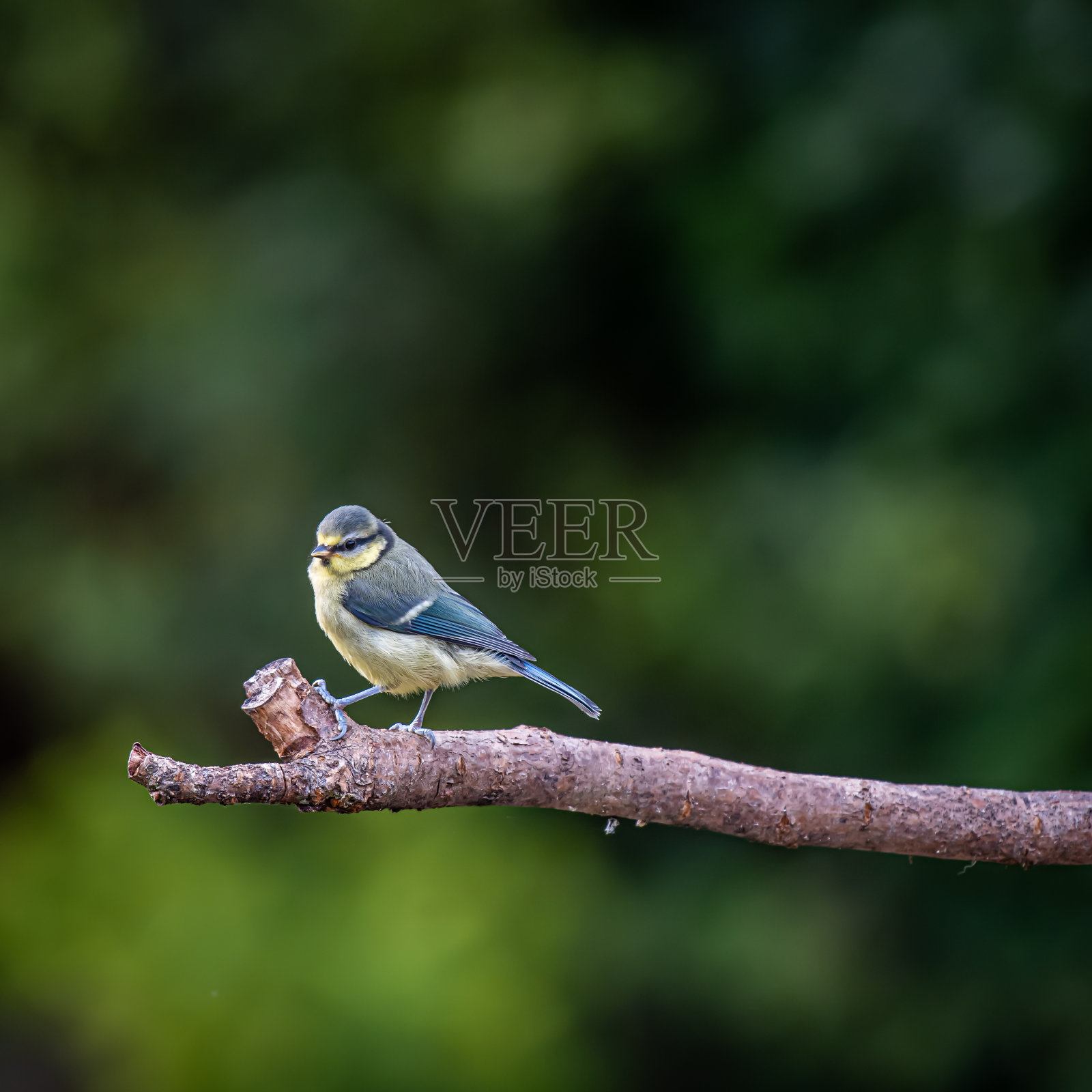 山雀一种栖息在树枝上的欧亚蓝山雀(蓝山雀蓝山雀照片摄影图片
