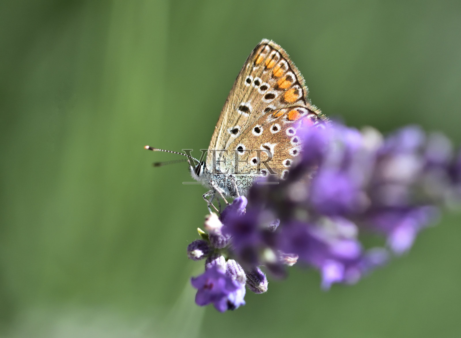 小灰蝶科的家庭照片摄影图片