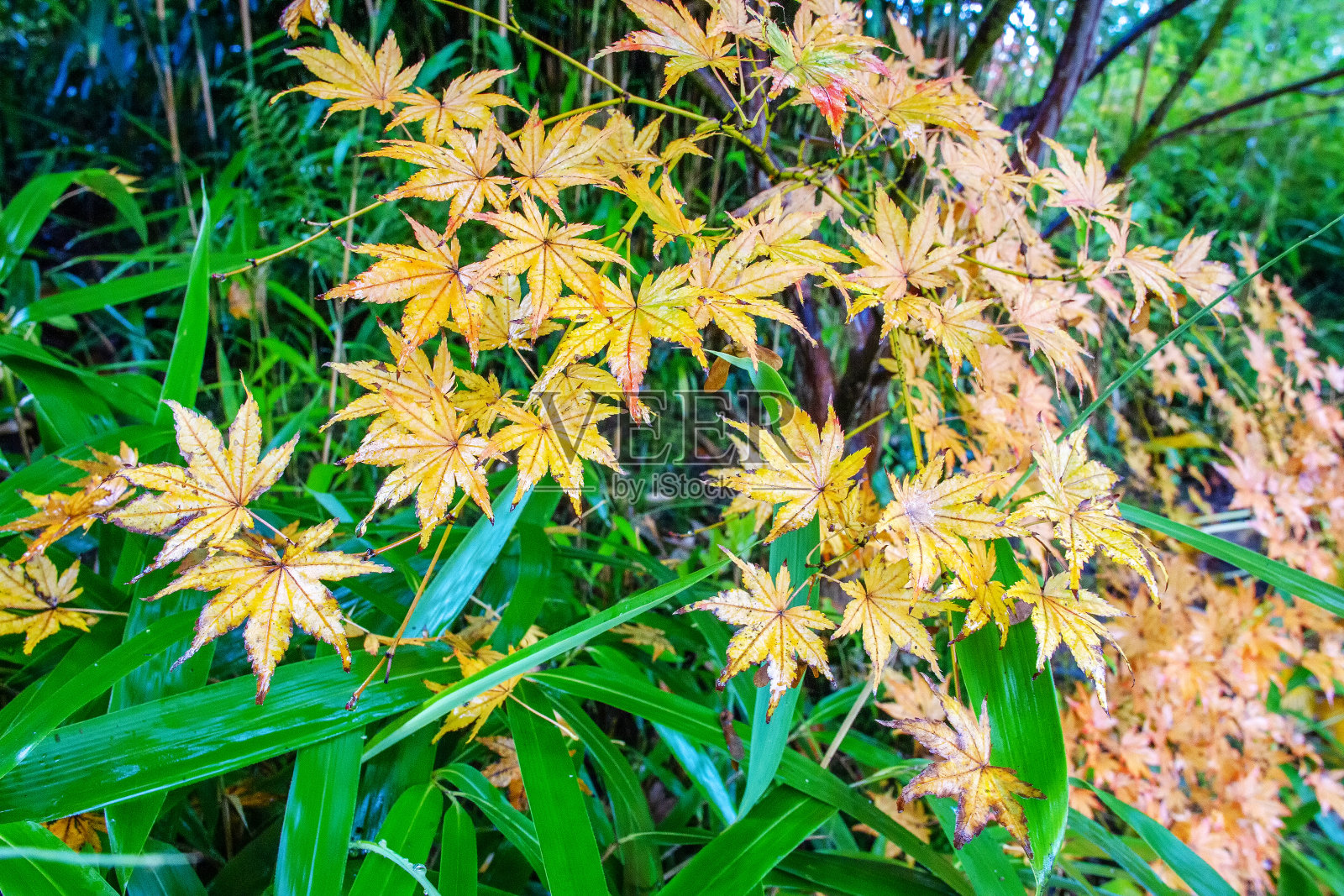 在凯泽斯劳登日本花园的枫树黄色潮湿的叶子-美丽的自然照片摄影图片