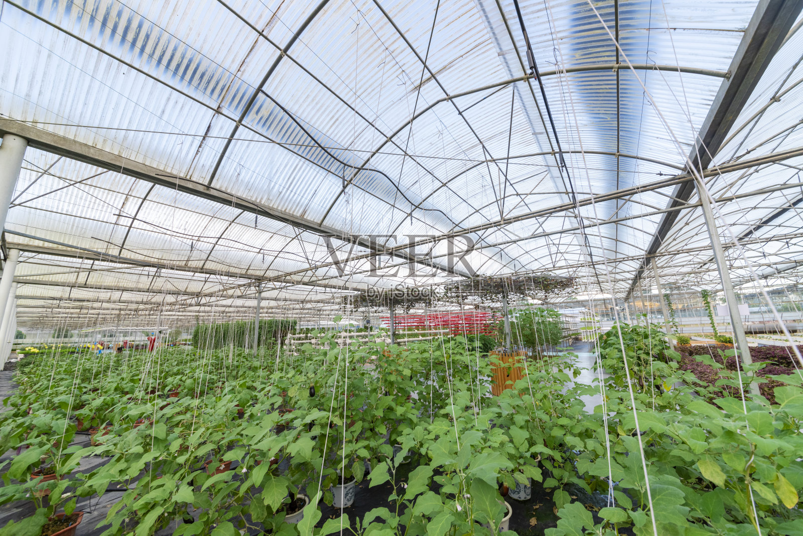 茄子生长在现代农业大棚。照片摄影图片