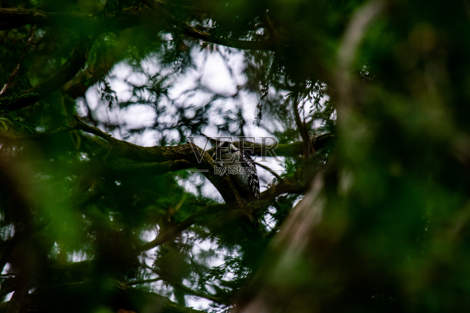 树枝上的麻雀照片摄影图片