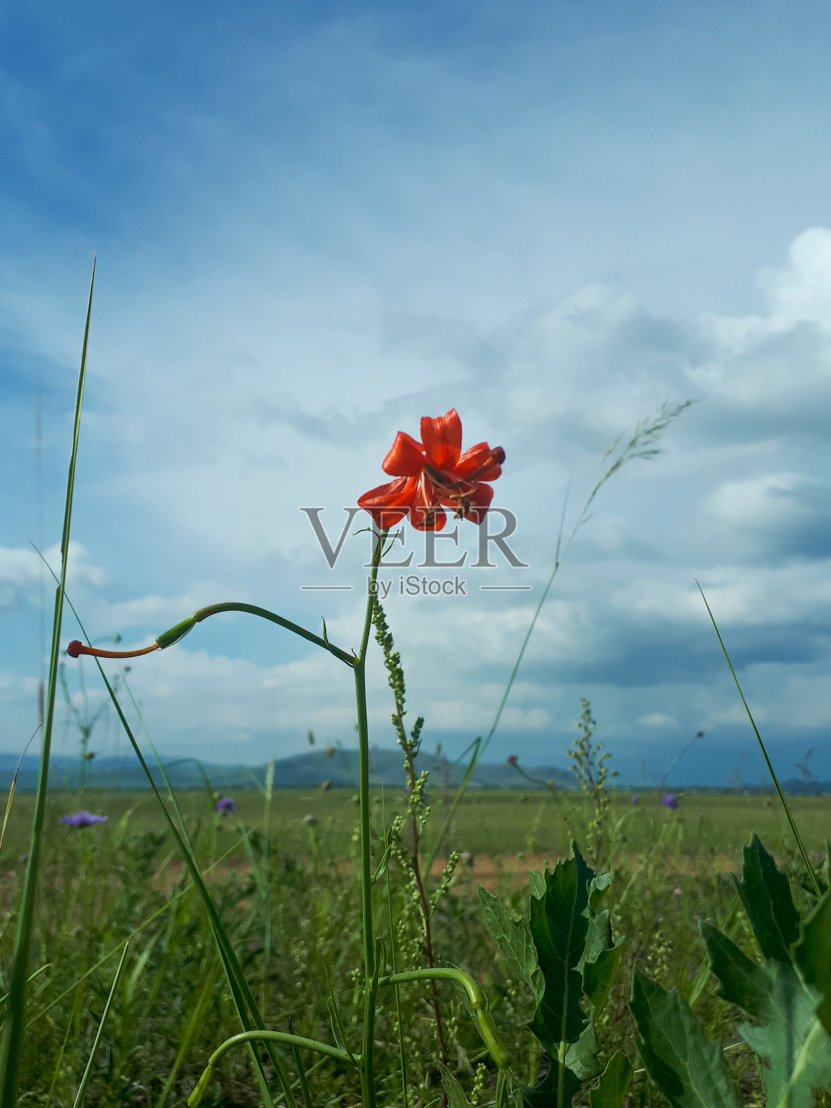 野生盛开的西伯利亚红色稀有花百合的照片，在蓝色多云的天空下的夏季草地上照片摄影图片