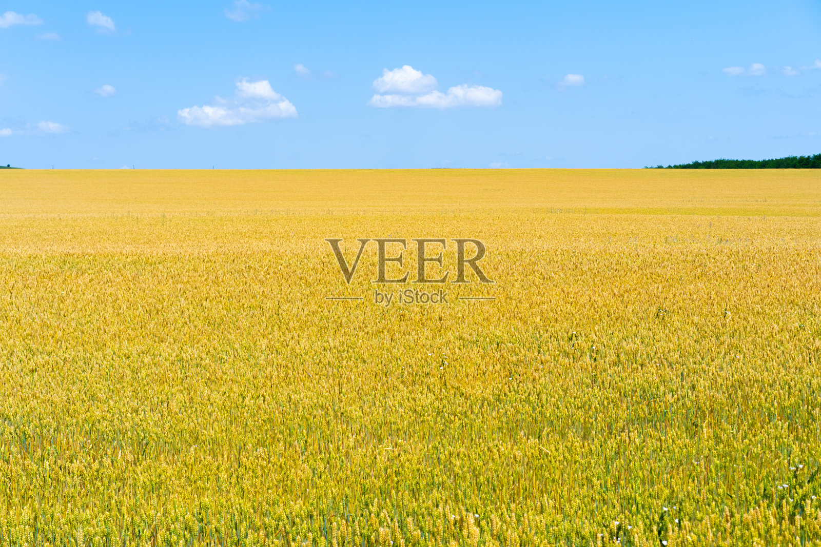 麦田越过地平线照片摄影图片