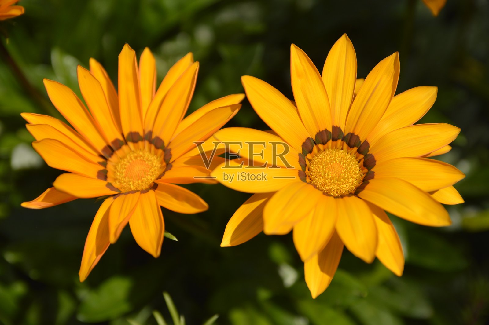 黄色盛开的草花、gazania花，在阳光的照射下在花园里近距离生长照片摄影图片