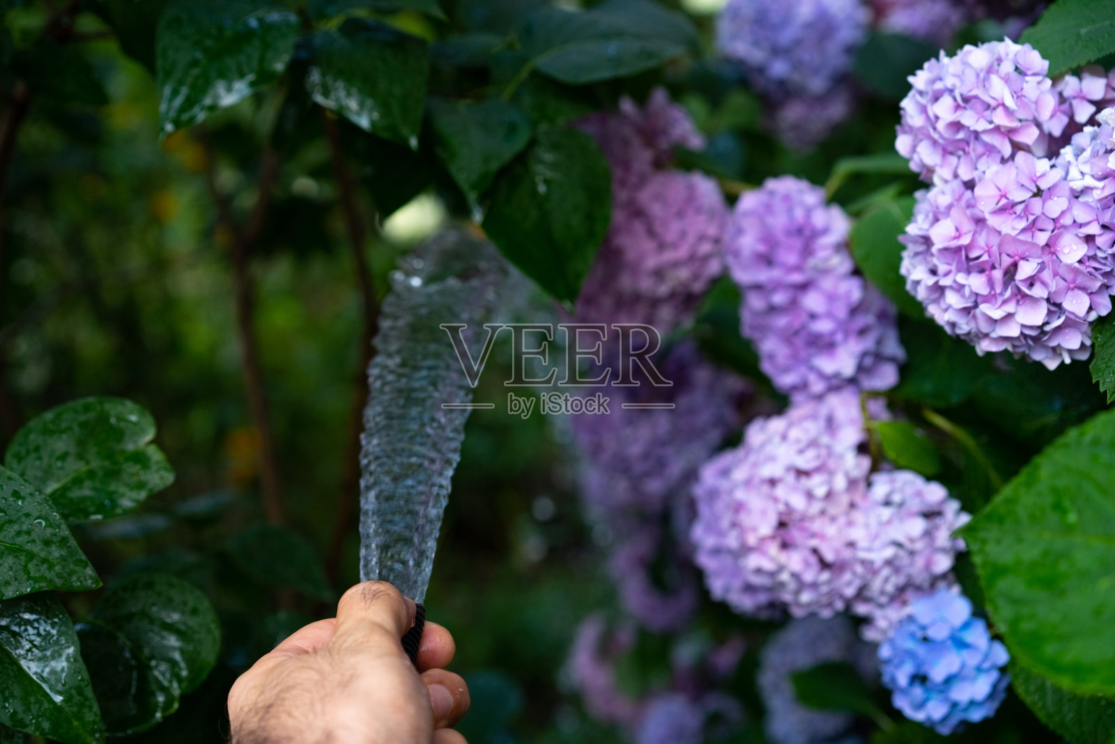 用软管用水浇灌花园照片摄影图片