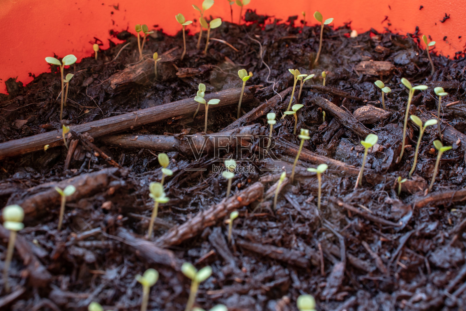 一盆火箭种子的第一批芽。照片摄影图片