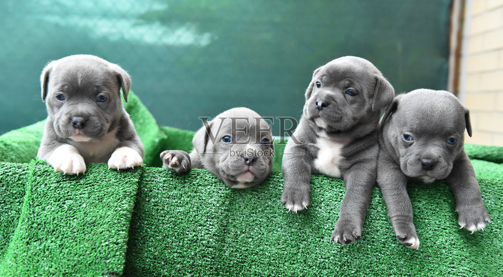 欺负狗照片摄影图片