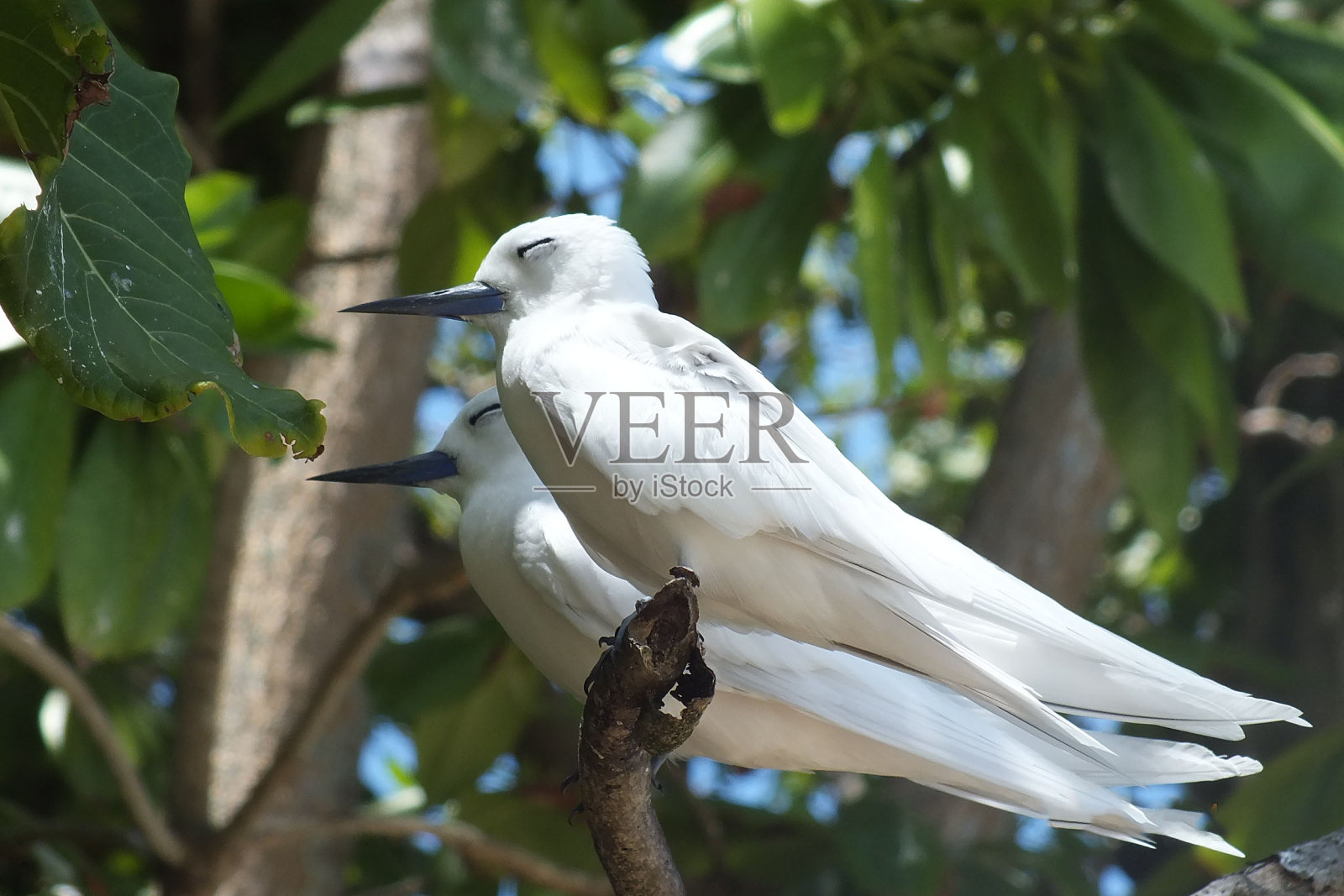 两只白鸟坐在塞舌尔群岛的树枝上睡觉照片摄影图片