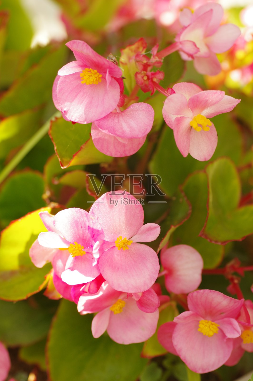 粉红色的秋海棠花照片摄影图片