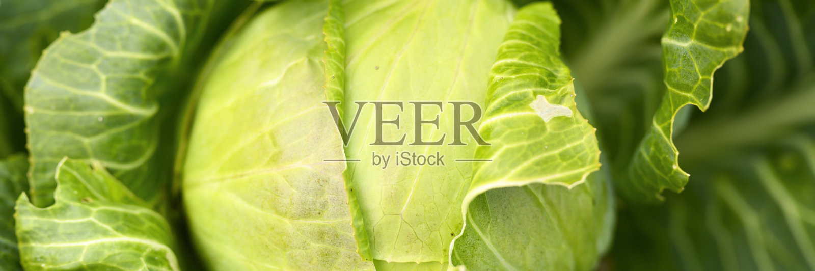 成熟新鲜诚实的白卷心菜的头生长在花园里。横幅照片摄影图片