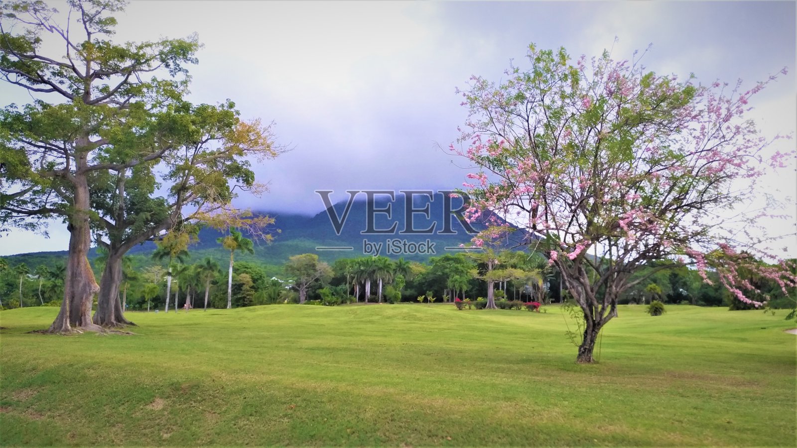 郁郁葱葱的绿色环境，山脉和热带树木在尼维斯岛，加勒比海照片摄影图片