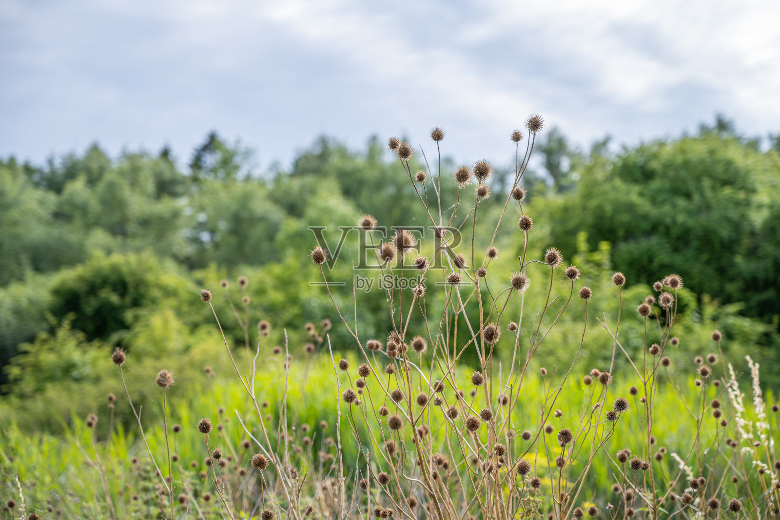 一张白色野花的特写照片。蓝天上飘着白云。图片来自瑞典南部的斯堪尼亚公司照片摄影图片