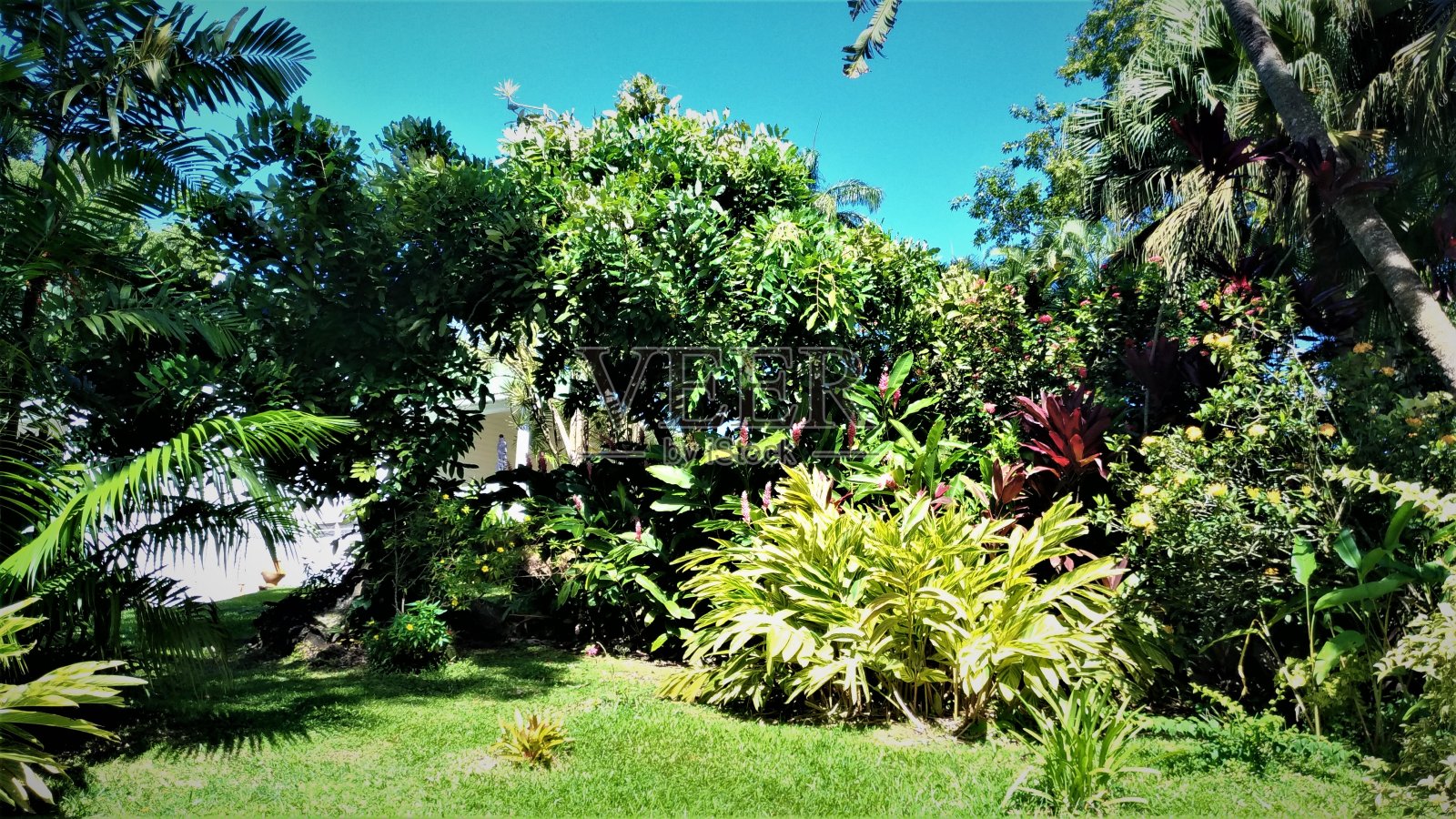 加勒比海格林纳达岛上的色彩斑斓的绿色热带植物照片摄影图片