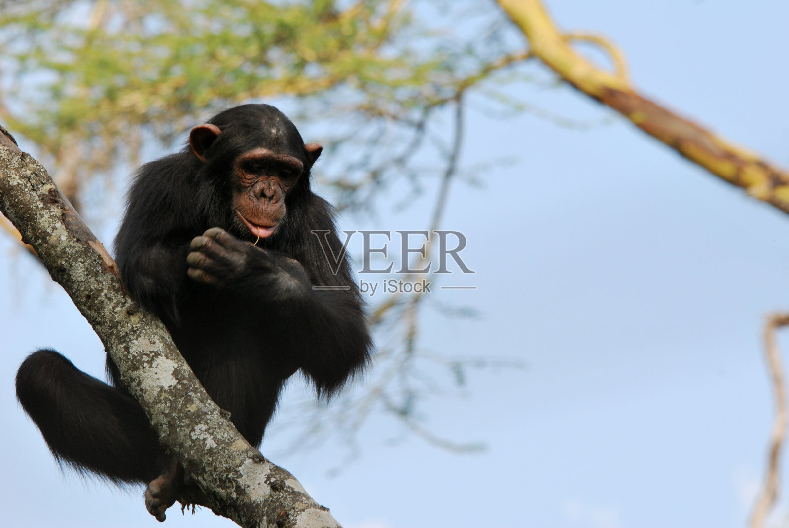 小黑猩猩在树上照片摄影图片