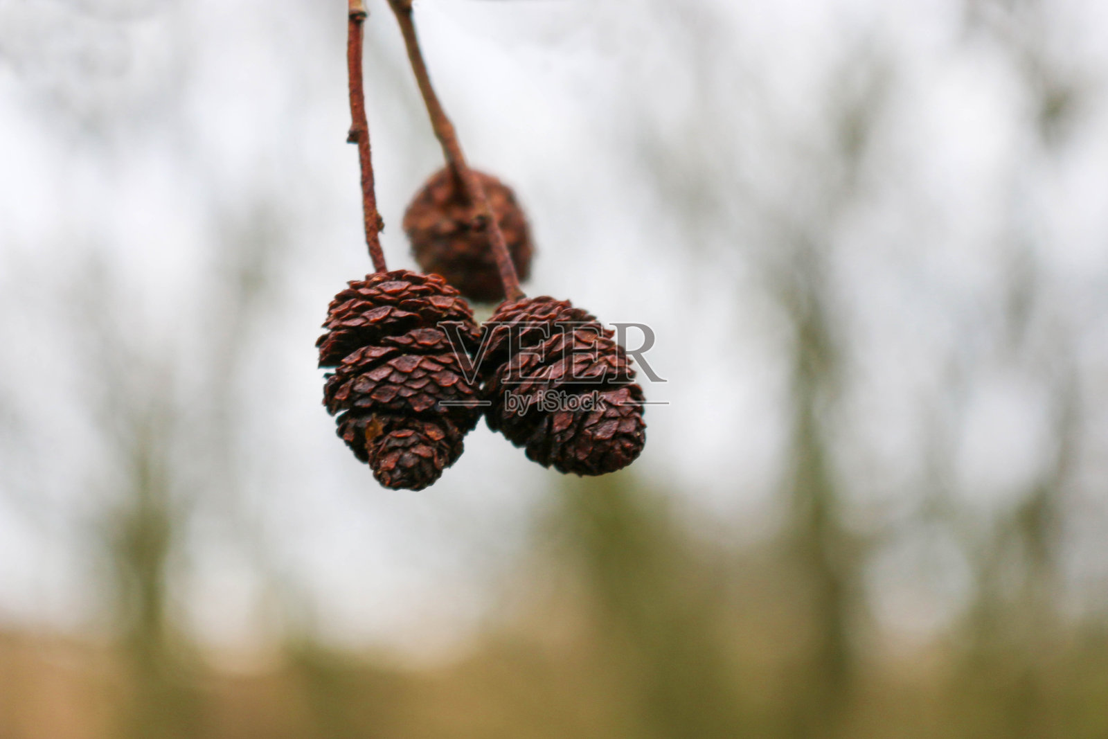 桤木树锥照片摄影图片