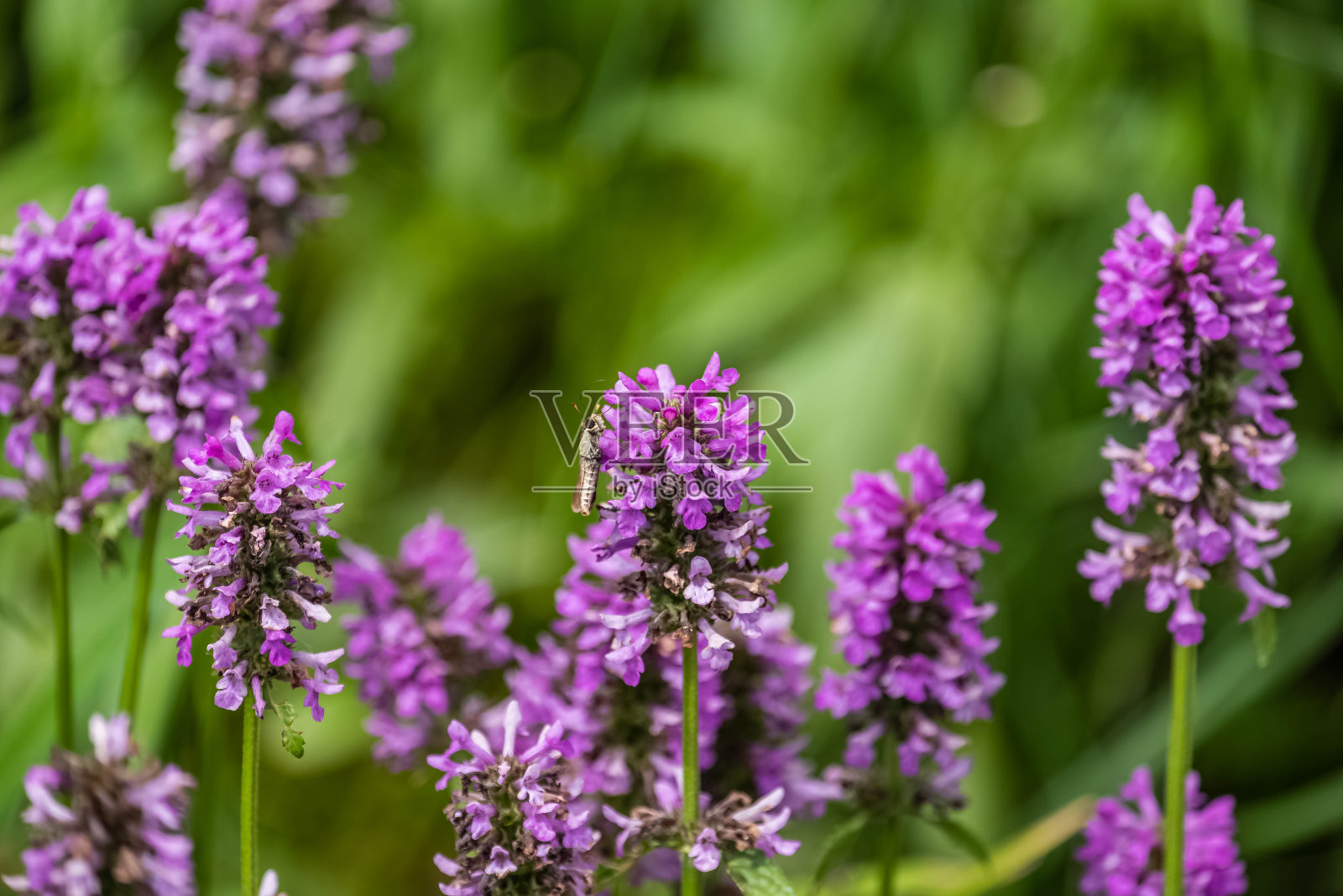 一束蓝色鼠尾草照片摄影图片