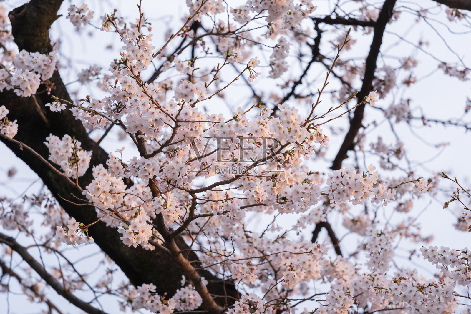 樱花，樱花在春天开花照片摄影图片