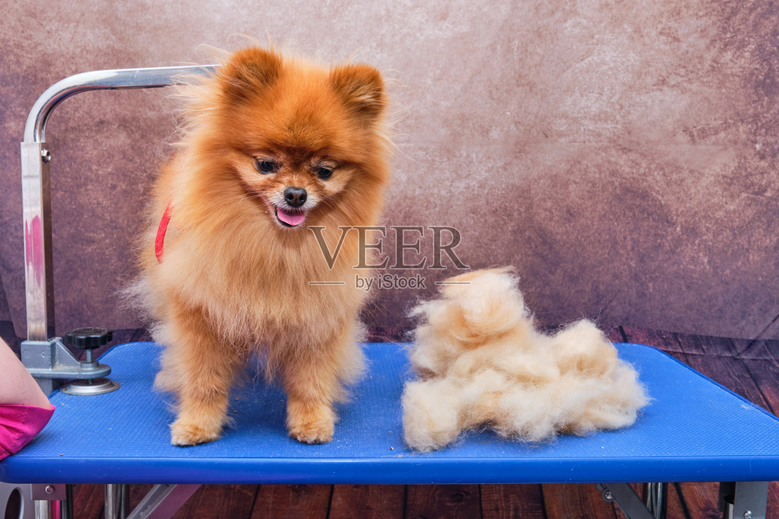 一只博美犬在桌子上。梳妆人梳理狗的毛。桌上放着一只博美犬的羊毛。照片摄影图片