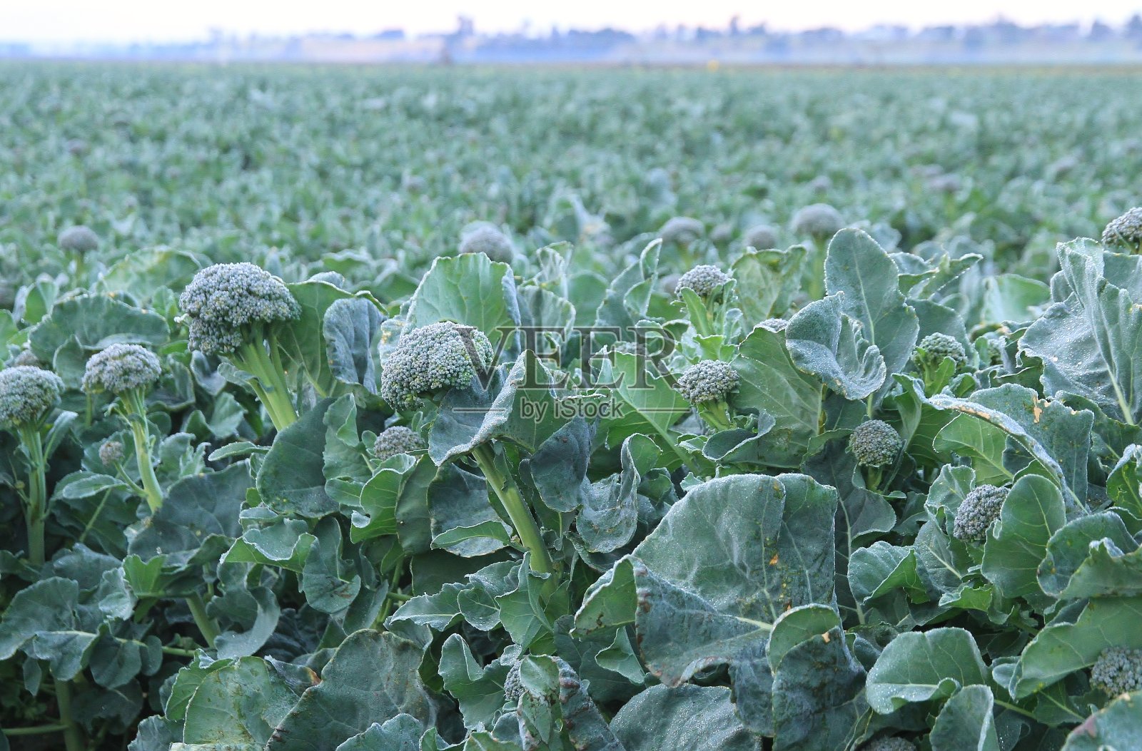 吉普斯兰东部农场上的一块西兰花田照片摄影图片