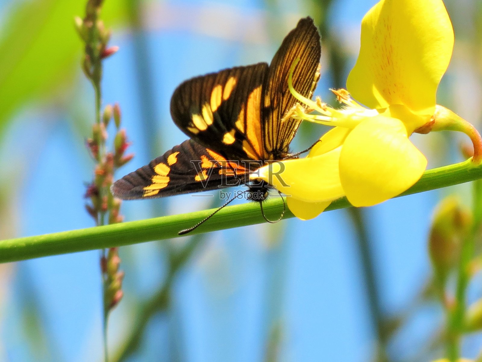 蝴蝶在五颜六色的花朵上。照片摄影图片