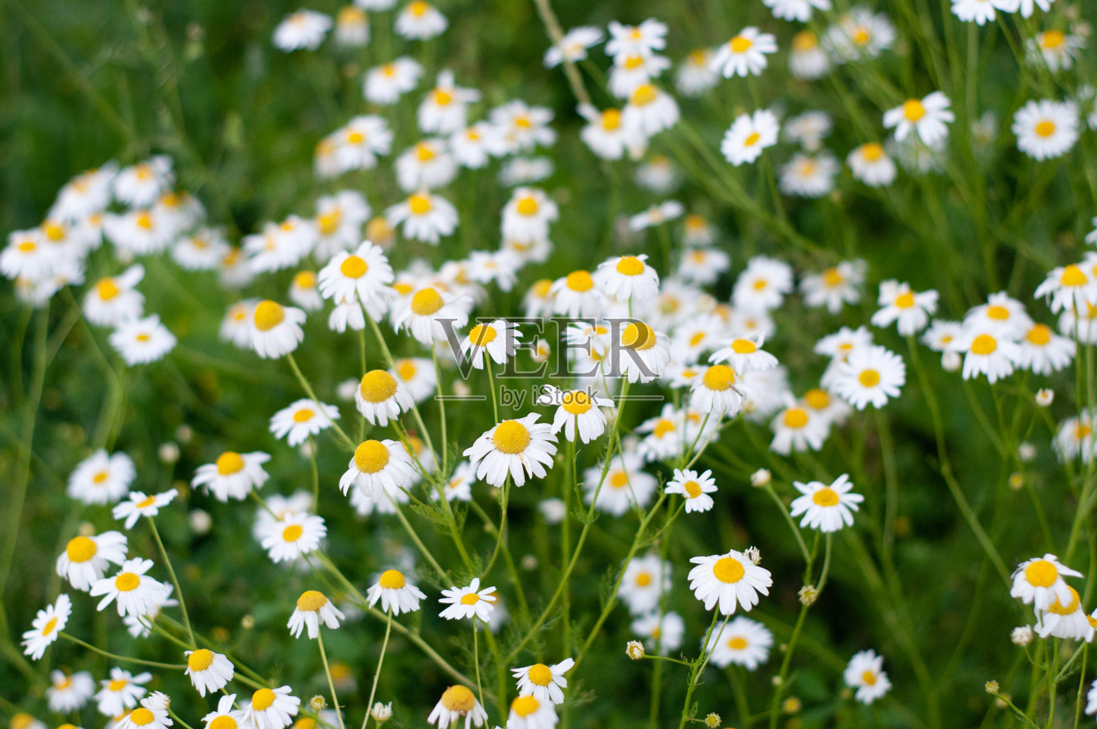 花照片摄影图片